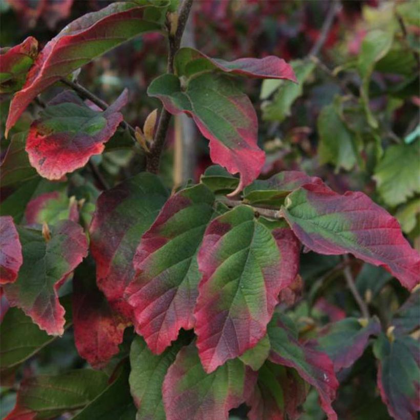 Eisenbaum Vanessa - Parrotia persica (Laub)