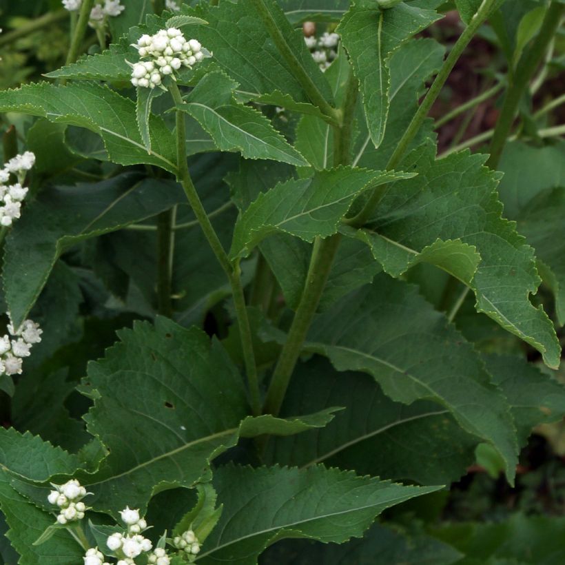 Prärie-Ampfer - Parthenium integrifolium (Laub)