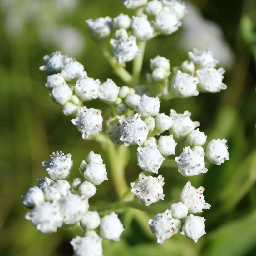 Prärie-Ampfer - Parthenium integrifolium (Blüte)