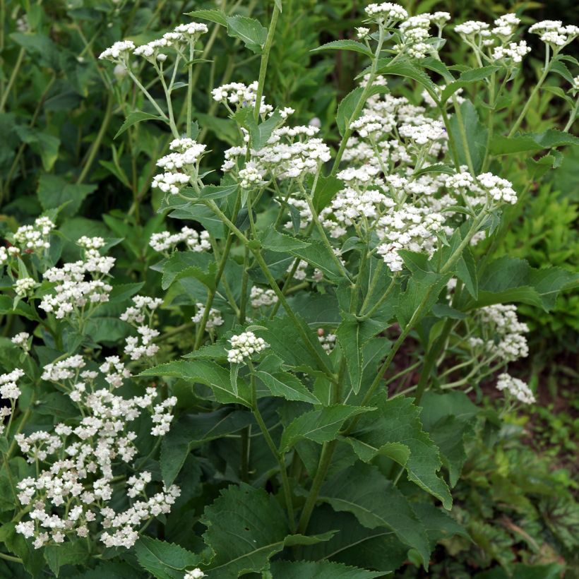 Prärie-Ampfer - Parthenium integrifolium (Hafen)