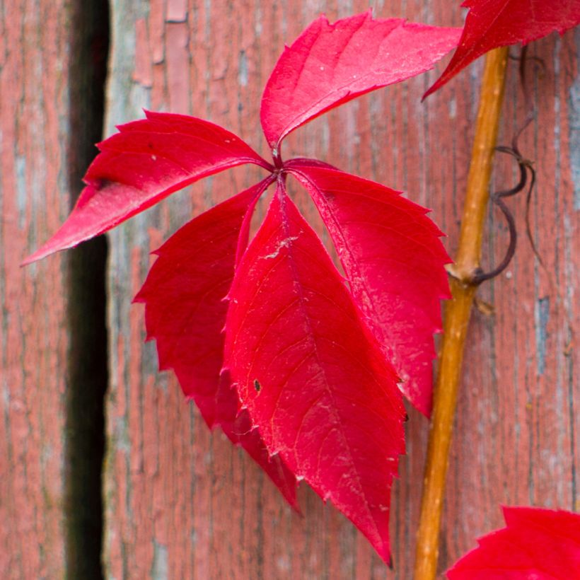 Wilder Wein Red wall Troki - Parthenocissus quinquefolia (Laub)