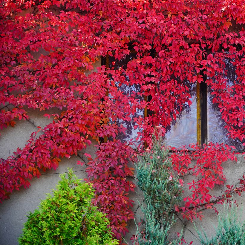 Wilder Wein Red wall Troki - Parthenocissus quinquefolia (Hafen)