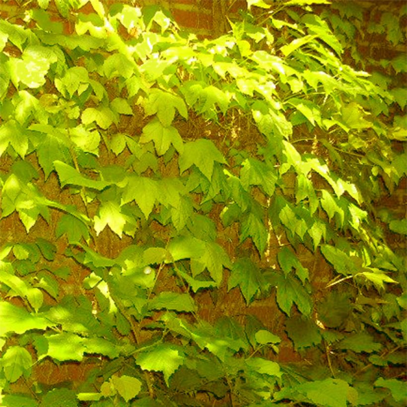 Kletterwein Fenway Park - Parthenocissus tricuspidata (Hafen)