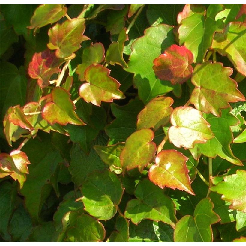 Kletterwein Minutifolia - Parthenocissus tricuspidata (Laub)