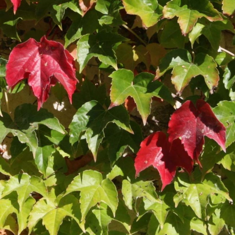 Kletterwein Veitchii Robusta - Parthenocissus tricuspidata (Laub)