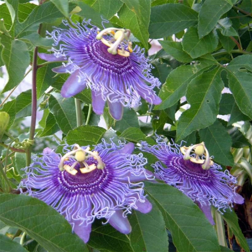 Passionsblume Incense - Passiflora (Blüte)