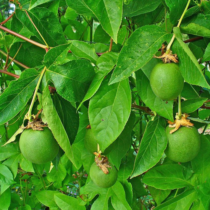 Fleischfarbene Passionsblume - Passiflora incarnata (Laub)