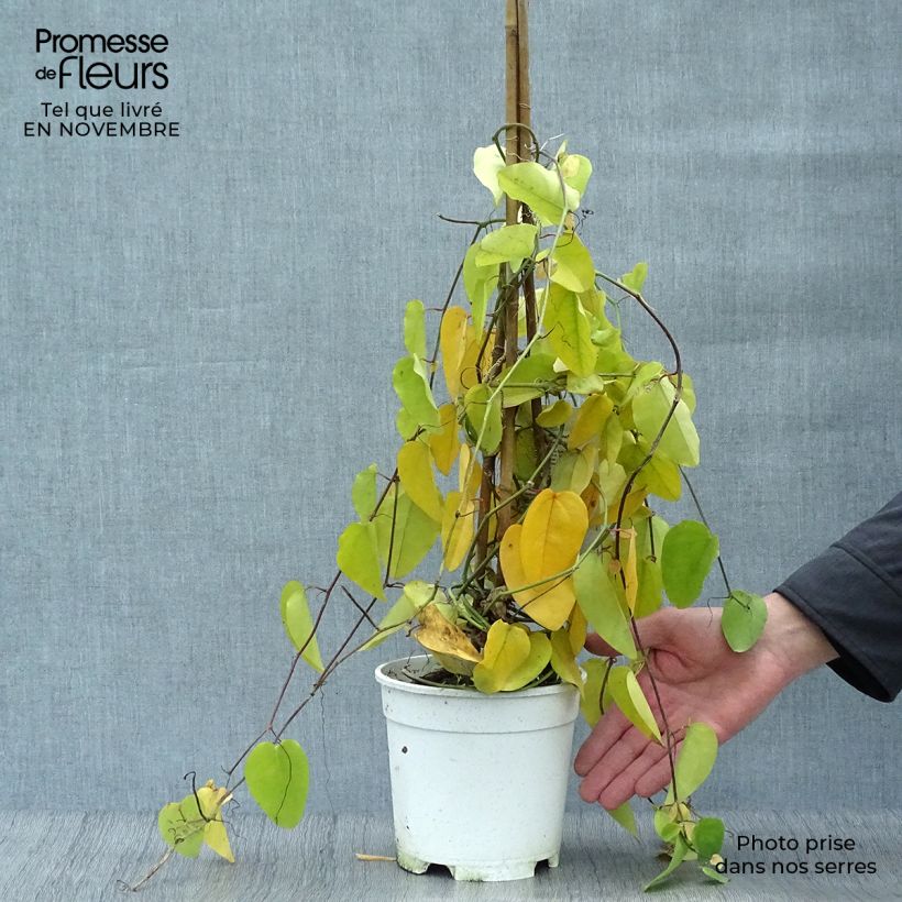 Exemplar von Passiflora mucronata - Fleur de la Passion Pot de 2L/3L wie im Herbst geliefert