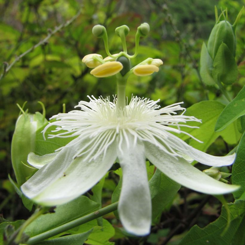 Weiße Passionsblume - Passiflora subpeltata (Blüte)