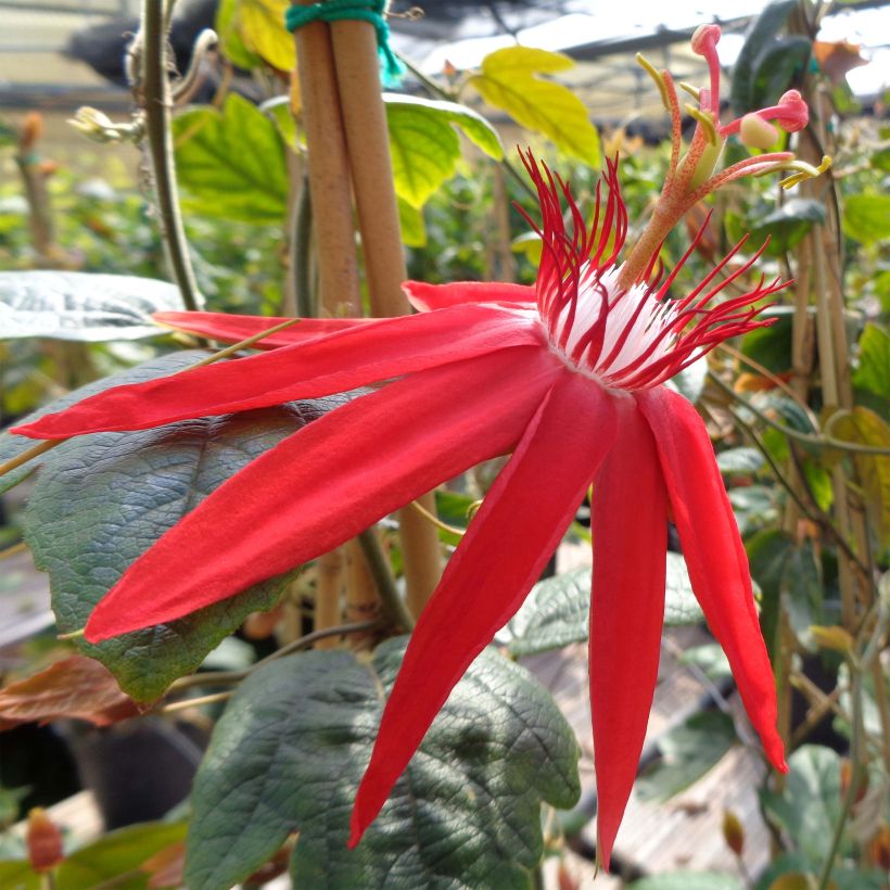 Rote Passionsblume - Passiflora vitifolia (Blüte)