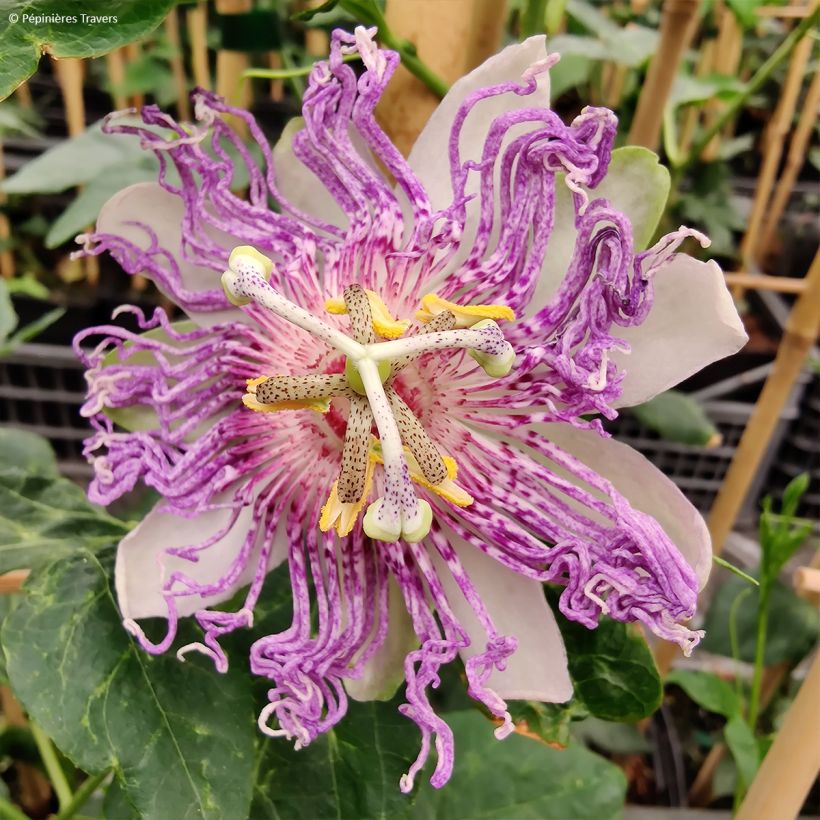 Fleischfarbene Passionsblume Eia popeia - Passiflora incarnata (Blüte)