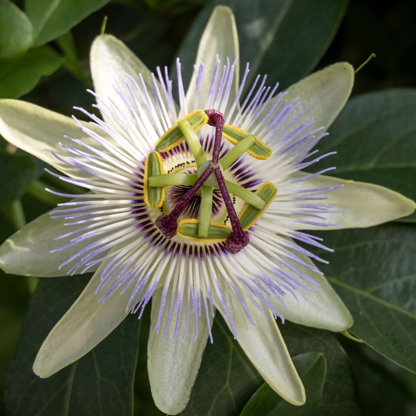 Blaue Passionsblume Clear Sky - Passiflora caerulea (Blüte)