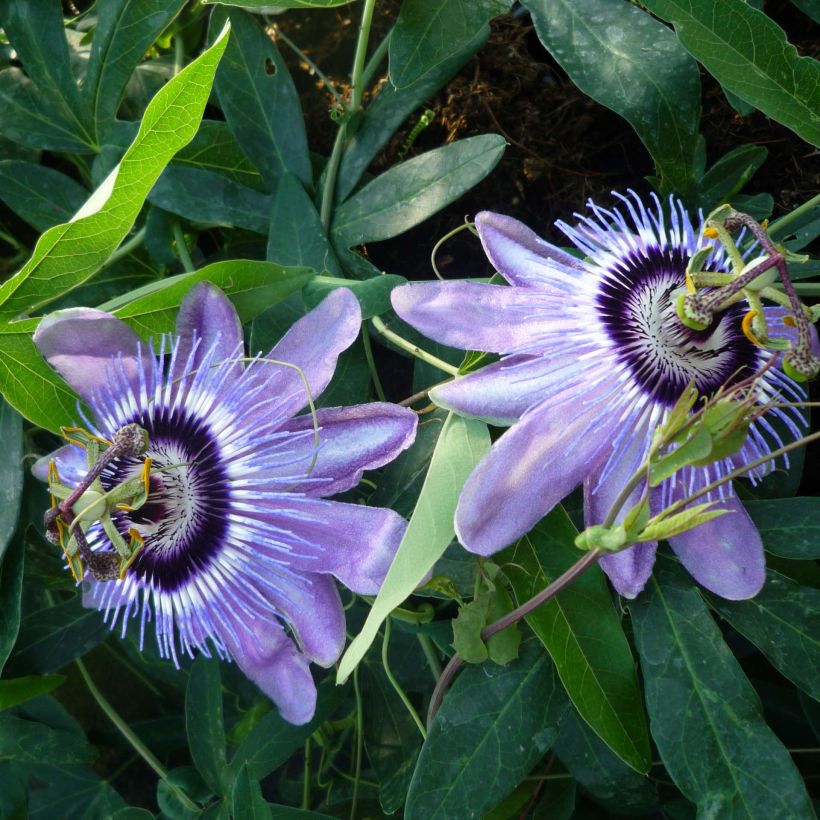 Passionsblume Lady Betty Myles Young - Passiflora (Blüte)