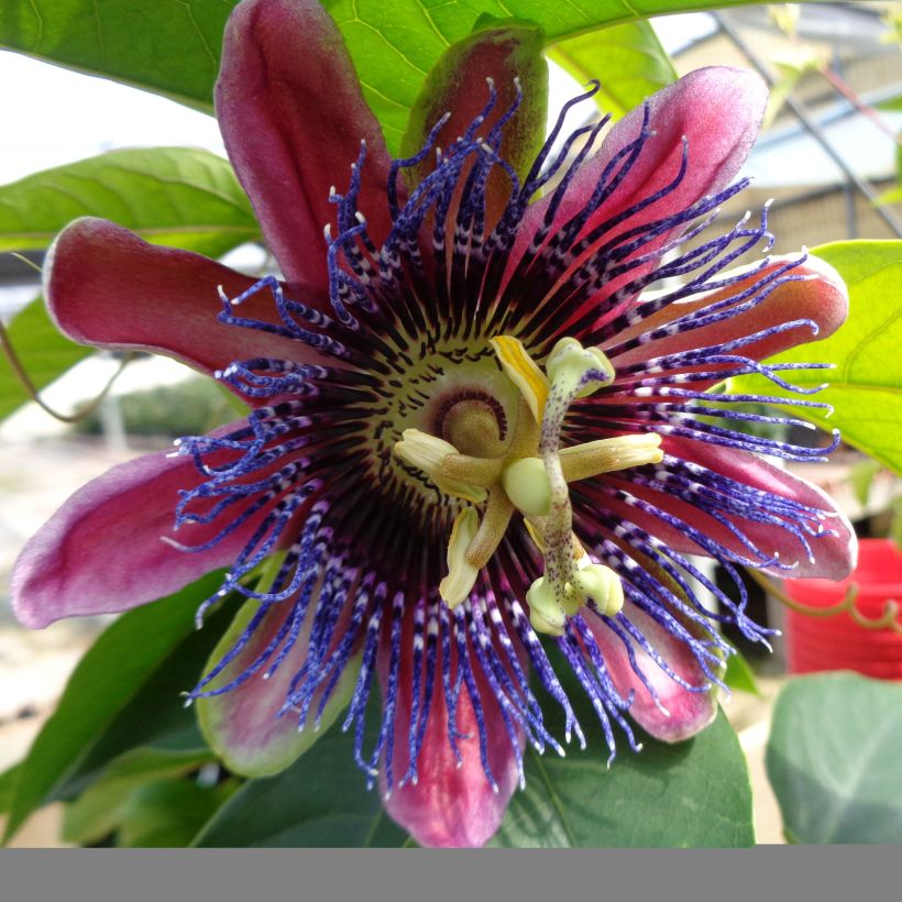 Passionsblume Marijke - Passiflora (Blüte)