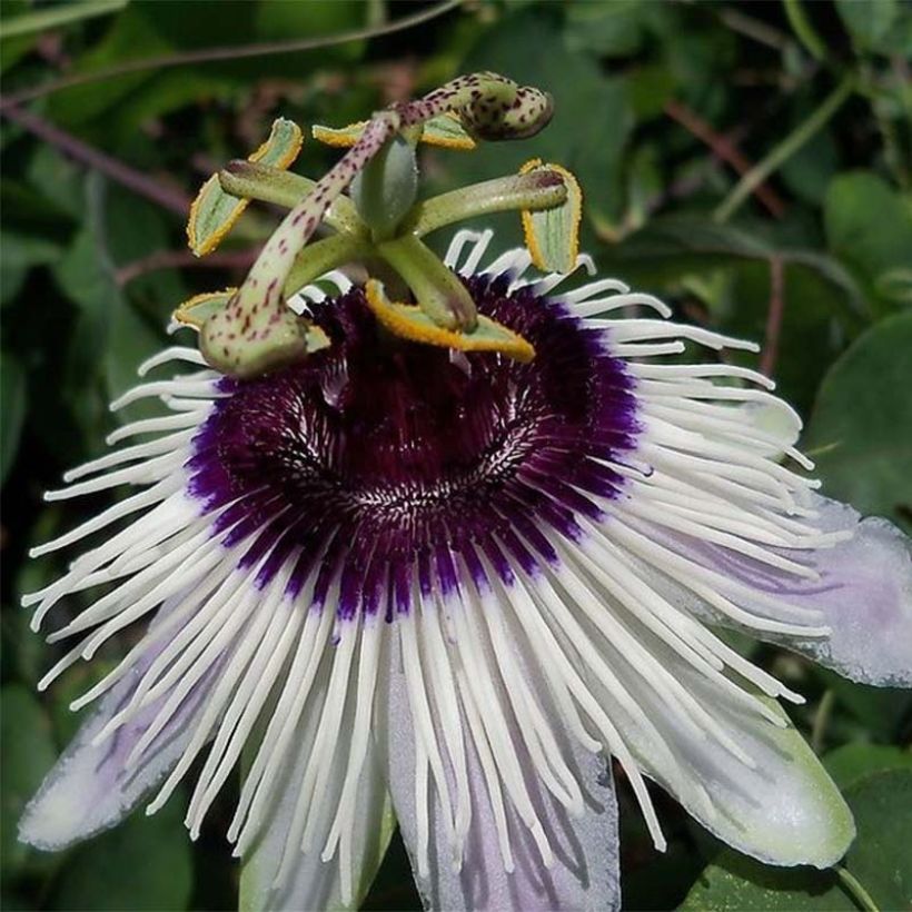 Passionsblume Panda - Passiflora (Blüte)