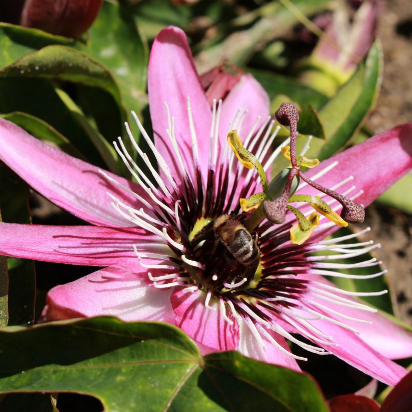 Passionsblume Eden - Passiflora (Blüte)