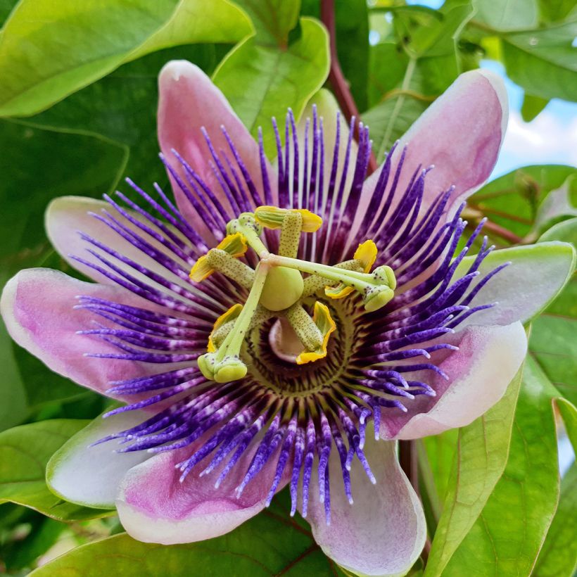 Passionsblume Imperatrice Eugénie - Passiflora (Blüte)