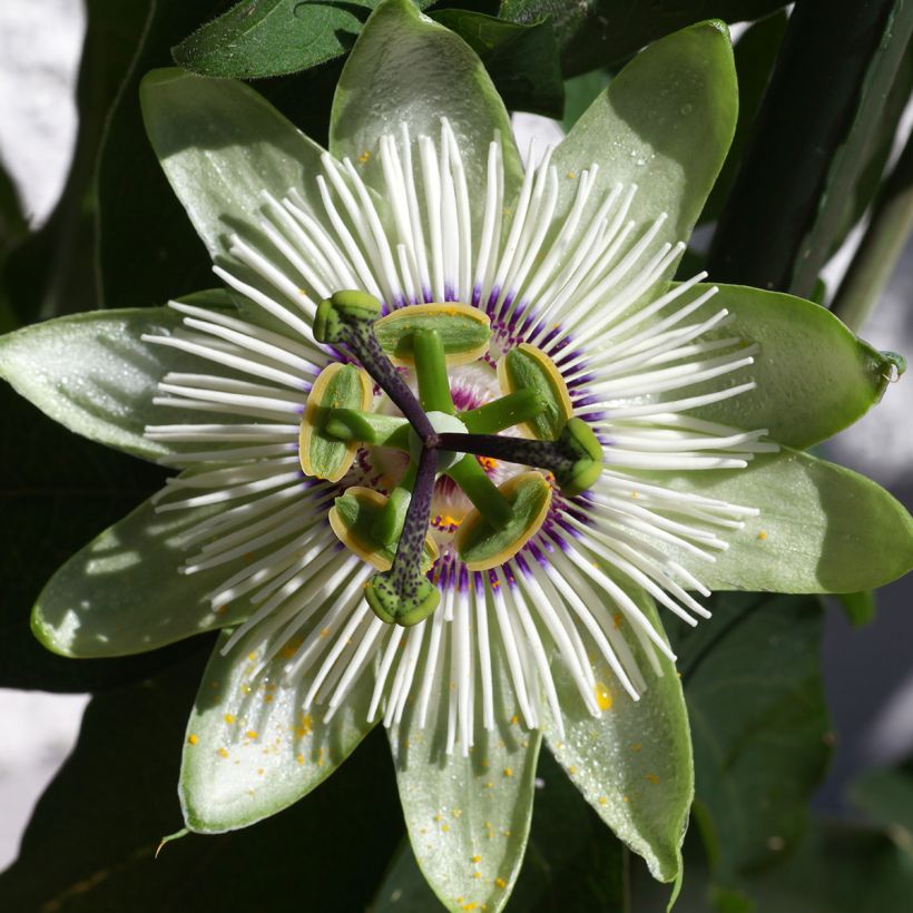 Passionsblume White lightening - Passiflora (Blüte)