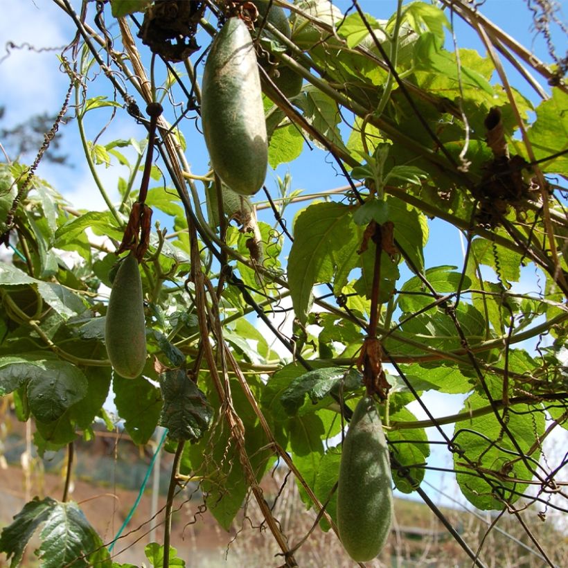 Passionsblume Exoniensis - Passiflora (Ernte)