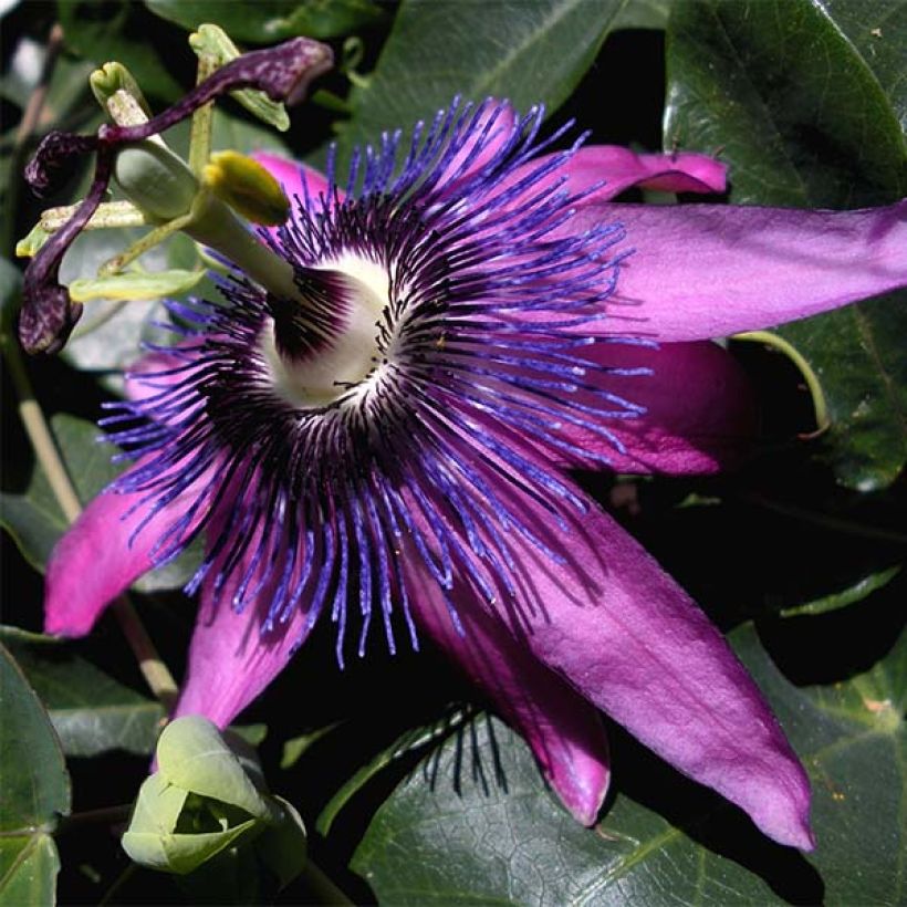 Passionsblume Purple Passion - Passiflora (Blüte)