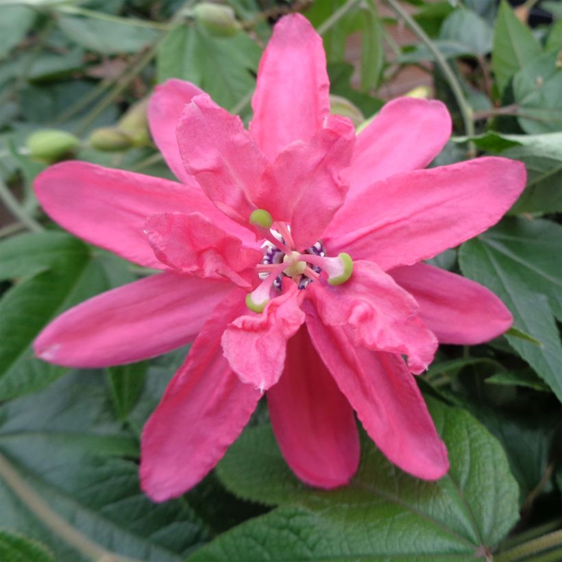 Passionsblume Pink Passion - Passiflora insignis (Blüte)