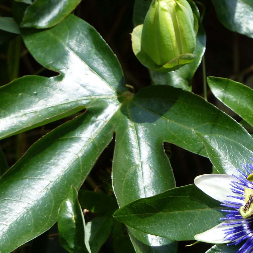 Passionsblume Damsel's Delight - Passiflora (Laub)