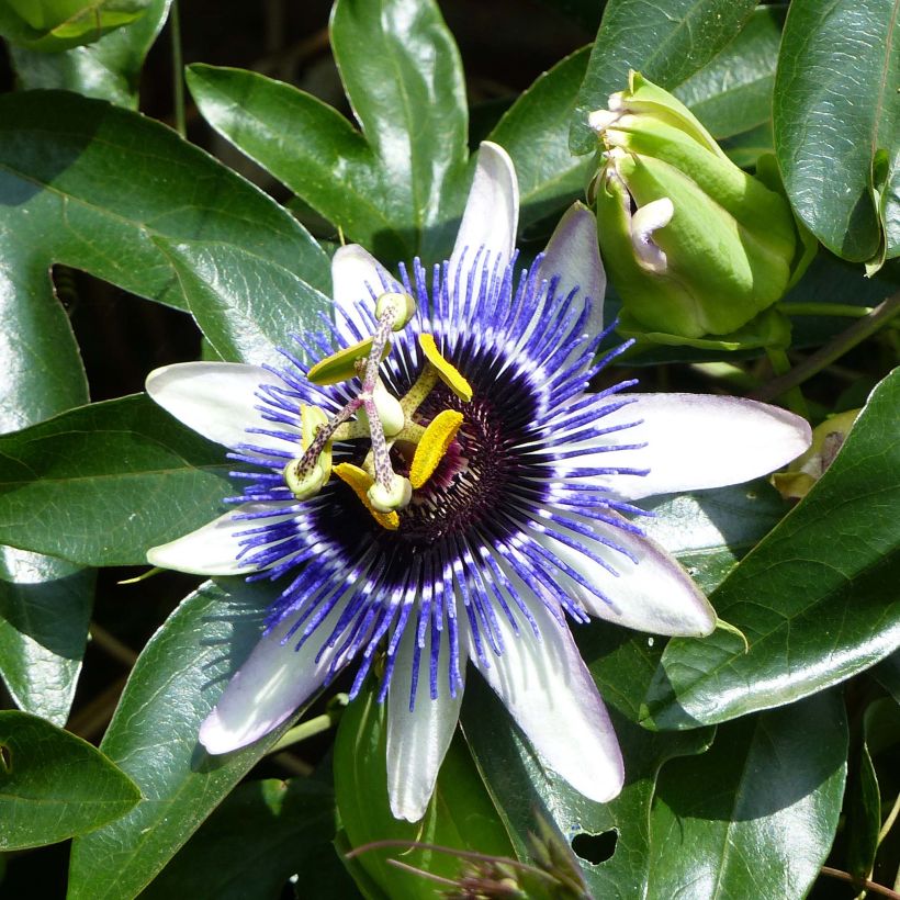 Passionsblume Damsel's Delight - Passiflora (Blüte)