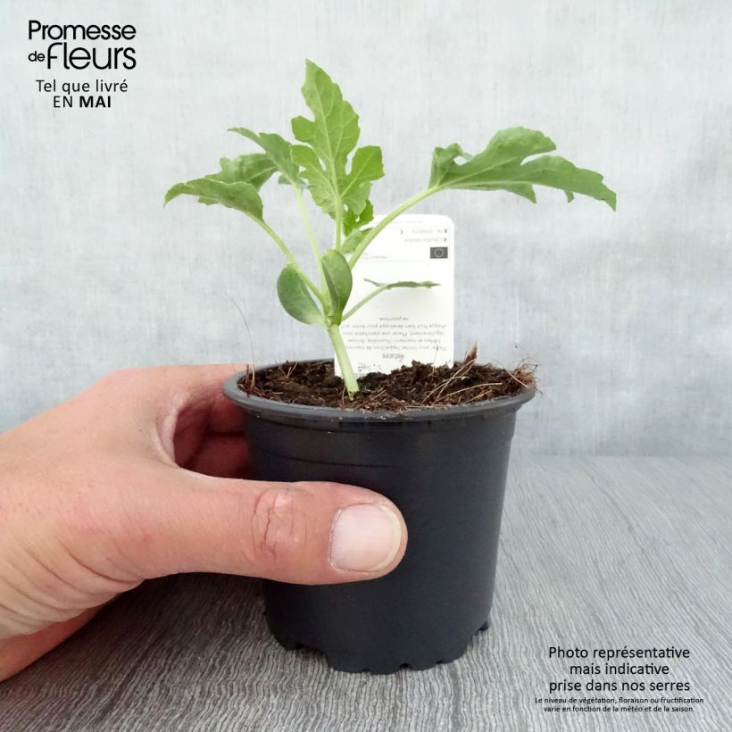 Exemplar von Pastèque Pata Negra F1 en pot de 10,5cm Pot de 10 cm/11cm wie im Frühjahr geliefert