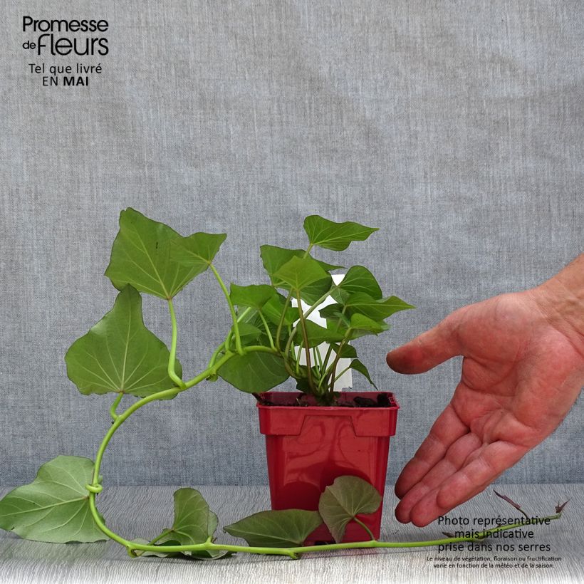 Exemplar von Patate douce Beauregard en plants - Ipomoea batatas - Pot de 10/11cm wie im Frühjahr geliefert