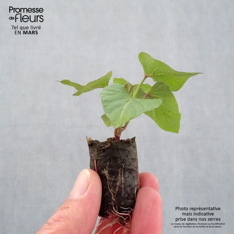 Exemplar von Patate douce Orléans en plants - Ipomoea batatas - Minimotte wie im Frühjahr geliefert