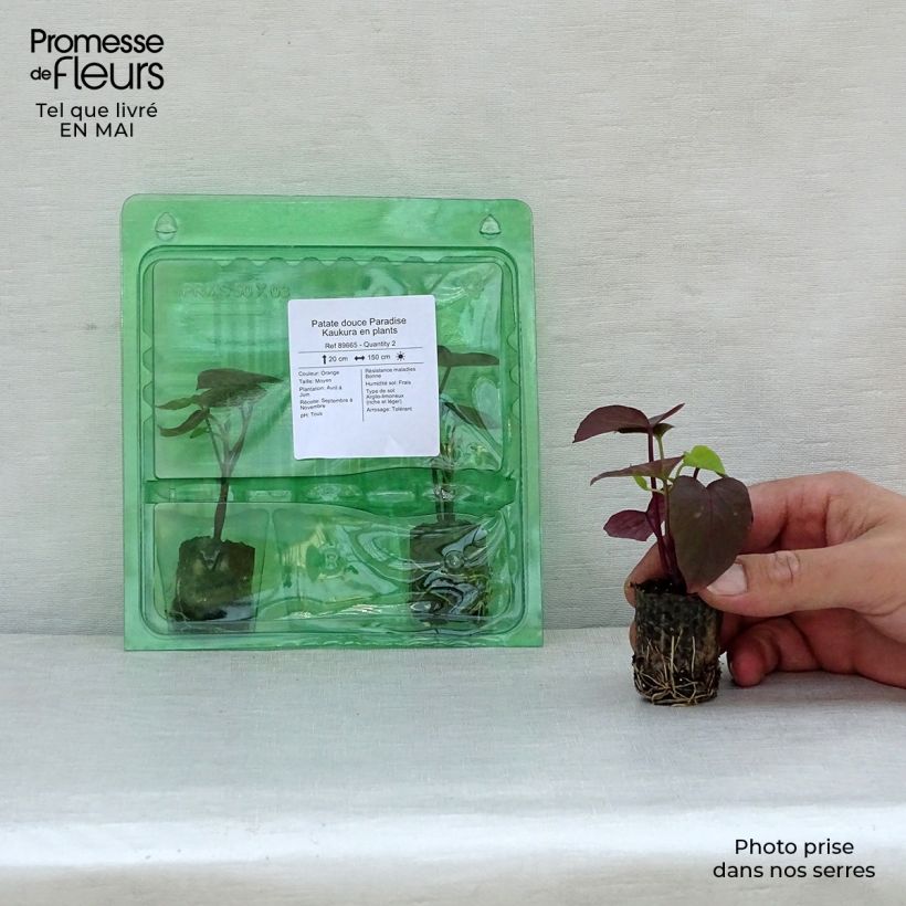 Exemplar von Patate douce Paradise Kaukura en plants Mini-motte 3,5 cm wie im Frühjahr geliefert