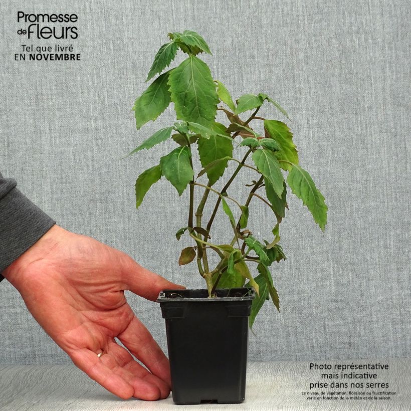 Exemplar von Patchouli - Pogostemon cablin Godet de 8 cm wie im Herbst geliefert