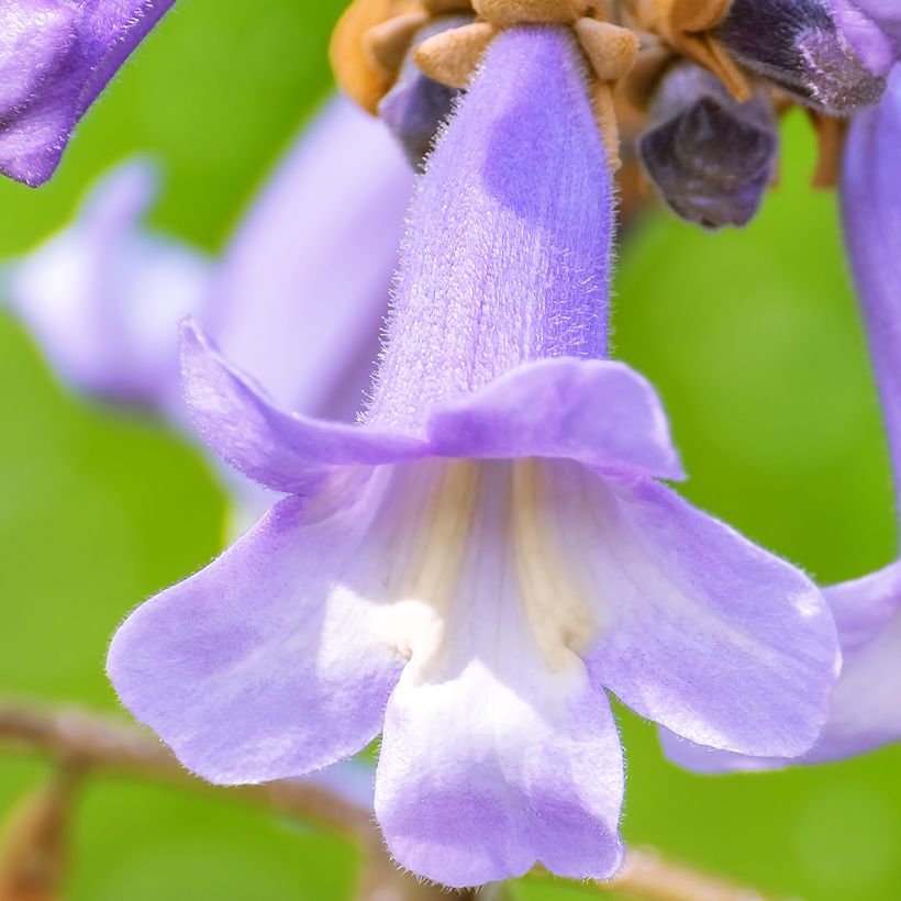 Paulownia fortunei April Light - Blauglockenbaum (Blüte)