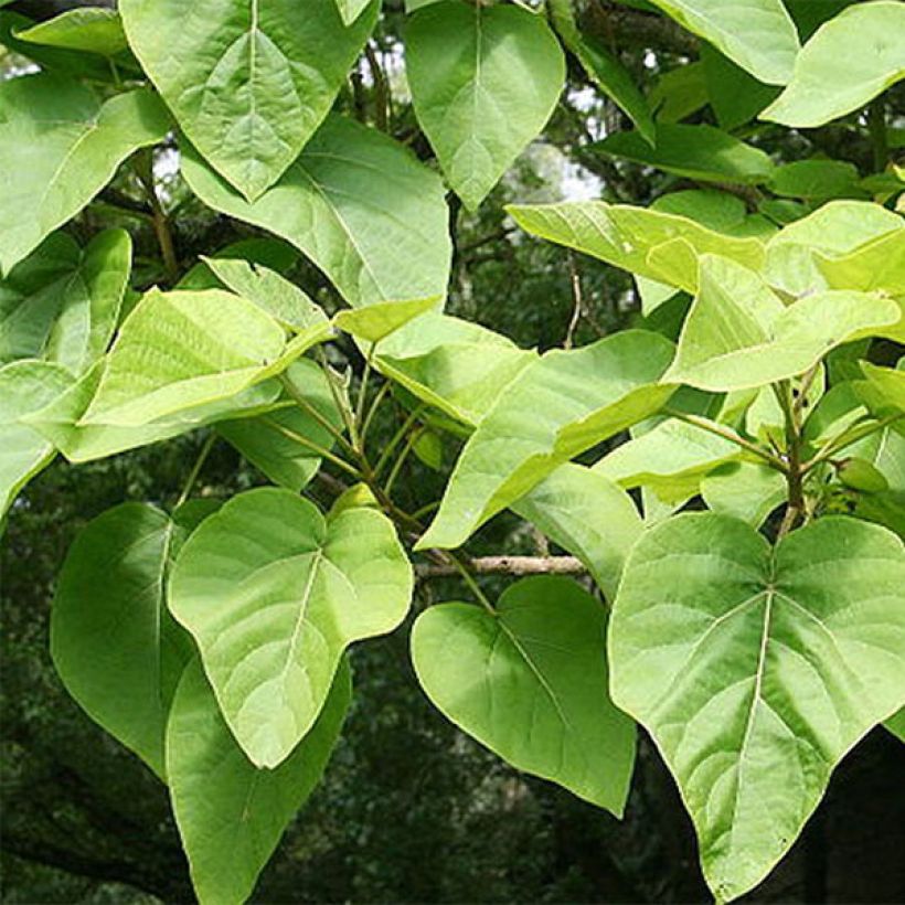 Paulownia tomentosa - Blauglockenbaum (Laub)