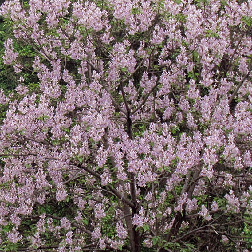 Paulownia tomentosa - Blauglockenbaum (Blüte)