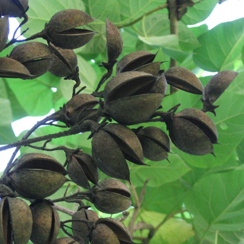 Paulownia tomentosa - Blauglockenbaum (Ernte)