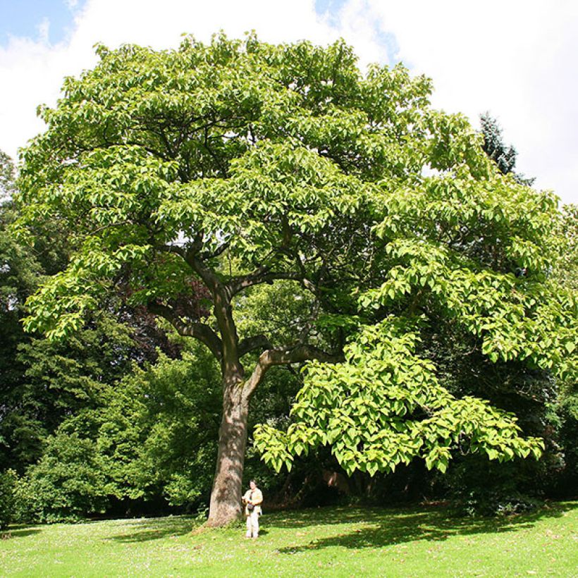 Paulownia tomentosa - Blauglockenbaum (Hafen)