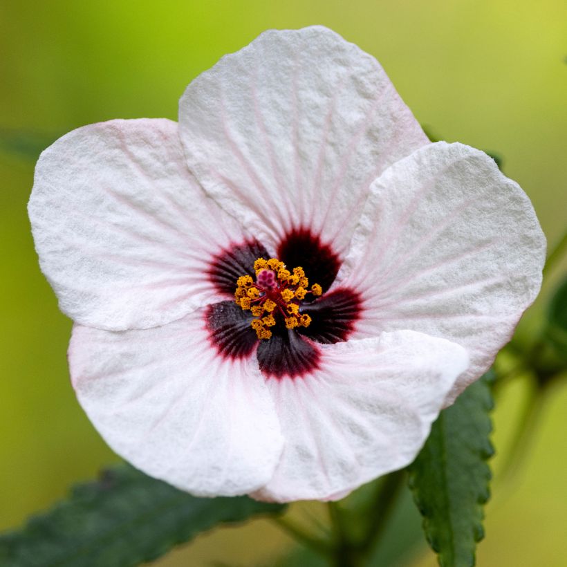 Pavonia hastata - Pavonia (Blüte)