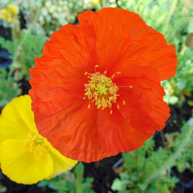 Papaver nudicaule Gartenzwerg - Isländischer Mohn (Blüte)