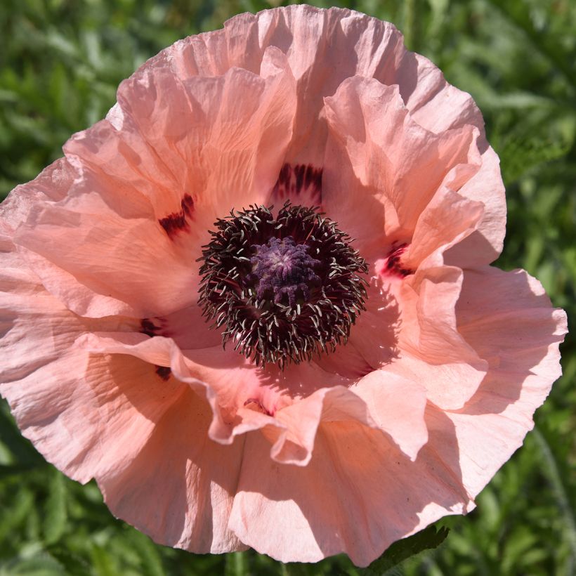 Orientalischer Mohn Little Dancing Girl - Papaver orientale (Blüte)