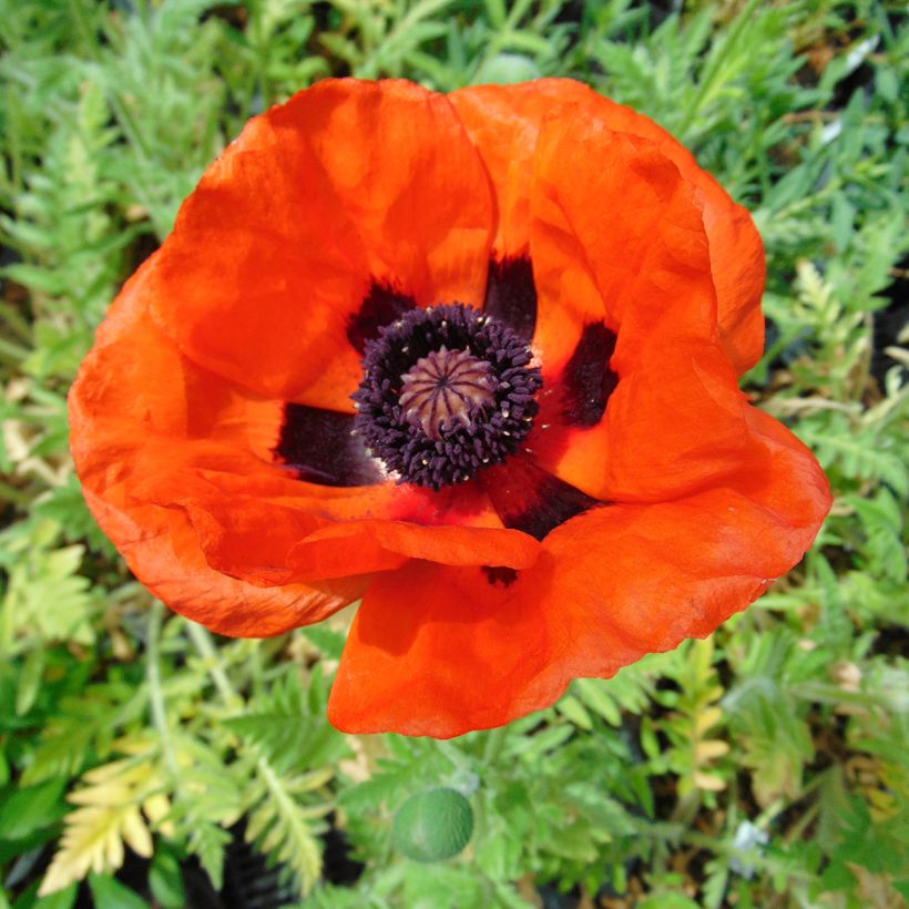 Orientalischer Mohn Brilliant - Papaver orientale (Blüte)