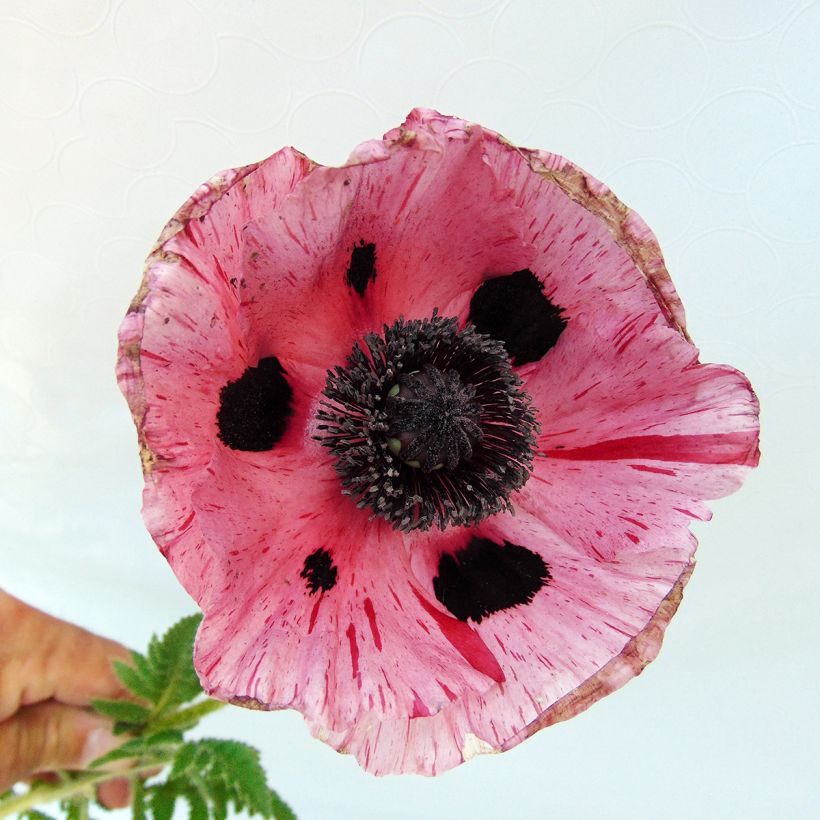 Orientalischer Mohn Clochard - Papaver orientale (Blüte)