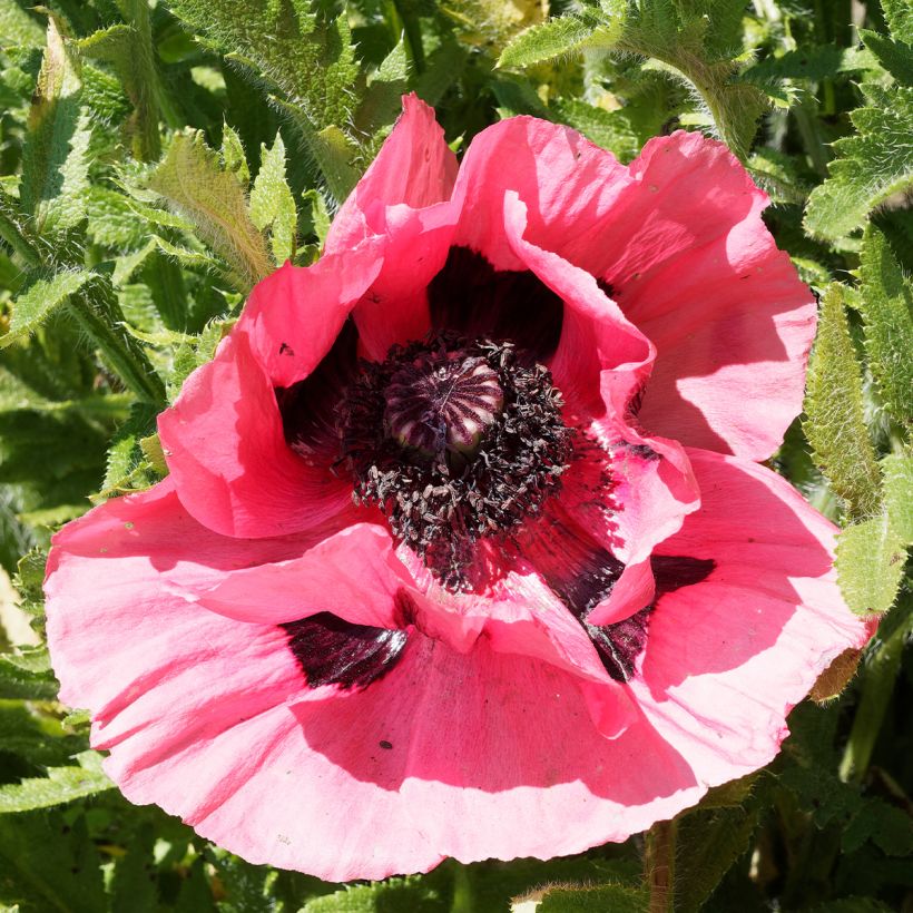 Orientalischer Mohn Lilac Girl - Papaver orientale (Blüte)