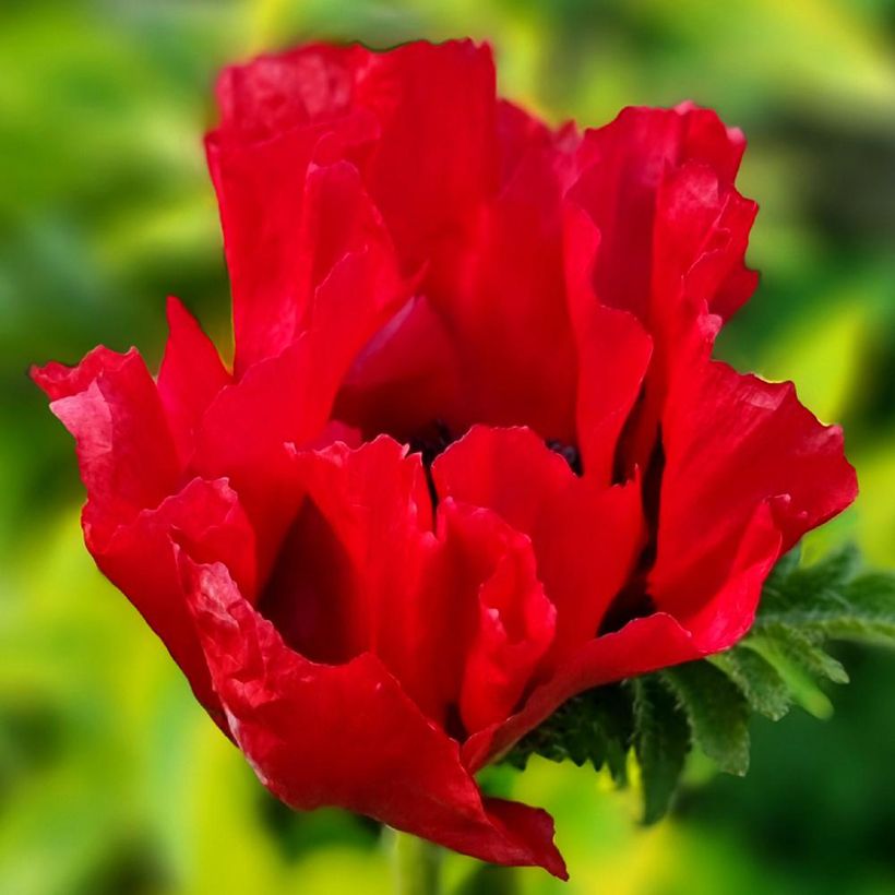 Orientalischer Mohn Red Rumble - Papaver orientale (Blüte)