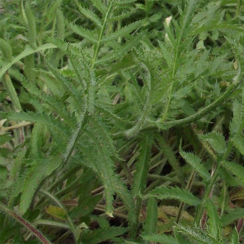 Orientalischer Mohn Royal Chocolate Distinction - Papaver orientale (Laub)