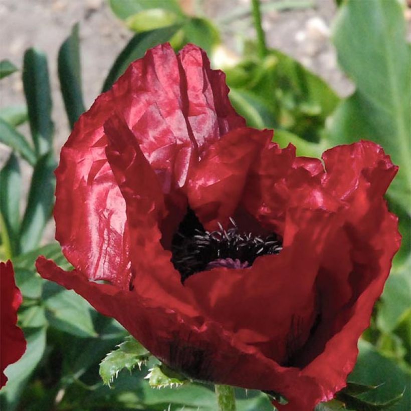 Orientalischer Mohn Royal Chocolate Distinction - Papaver orientale (Blüte)