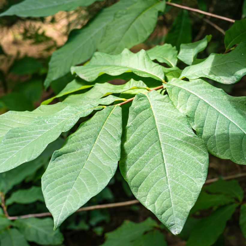 Papau Allegheny - Asimina triloba (Laub)