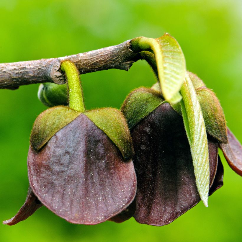 Papau Allegheny - Asimina triloba (Blüte)