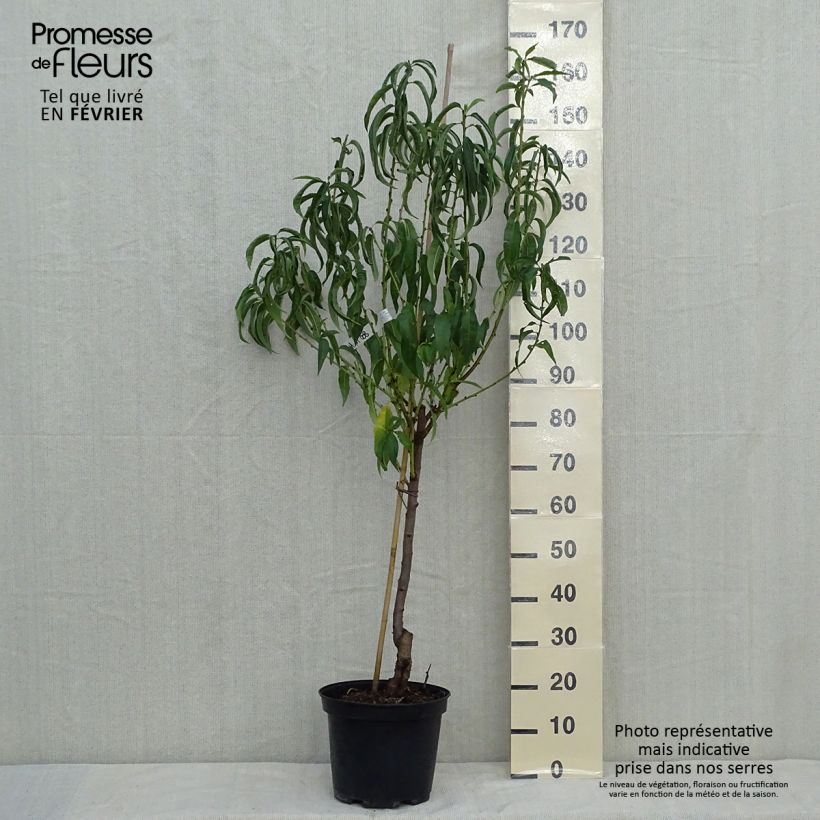 Exemplar von Pêcher Charles Ingouf - Prunus persica Gobelet en pot de 7,5l/10l wie im Herbst geliefert