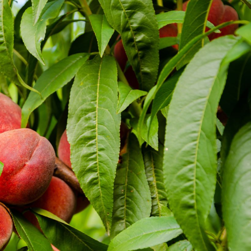 Pfirsich Charles Ingouf - Prunus persica (Laub)